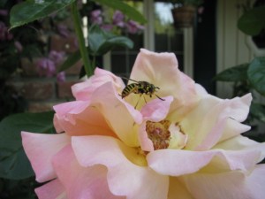 Chicago Peace Hybrid Tea Rose