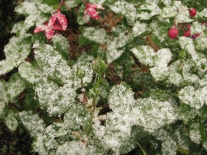Snow in the garden