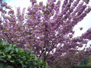 Kwaanzan Flowering Cherry Tree