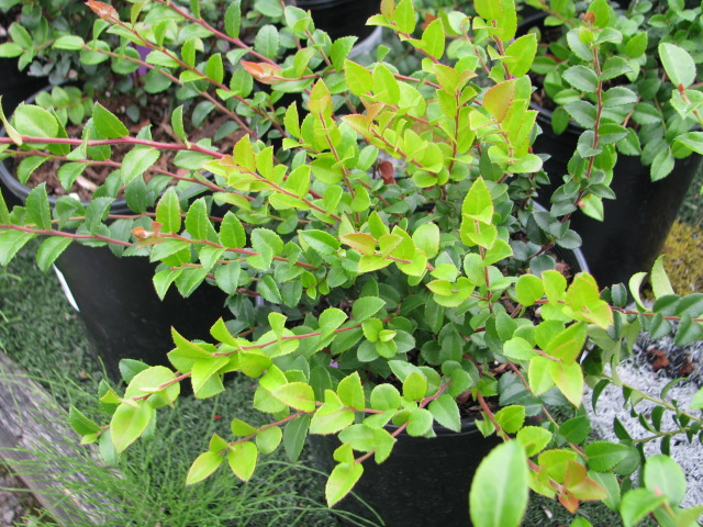 Evergreen Huckleberry