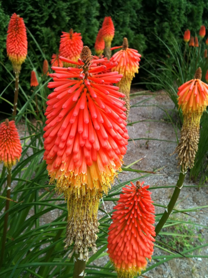 Kniphofia