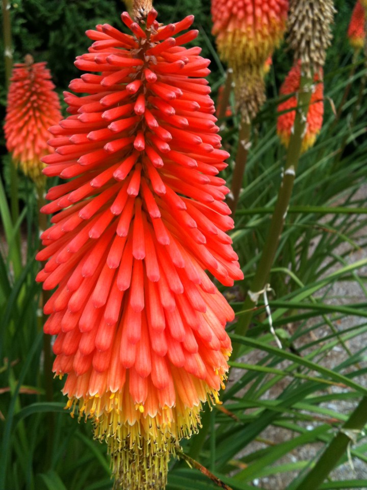 Kniphofia