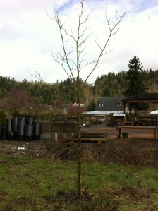 Platanus x acerifolia