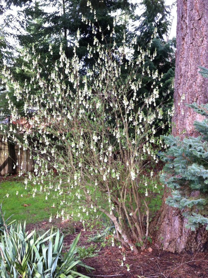 Oemleria cerasiformis