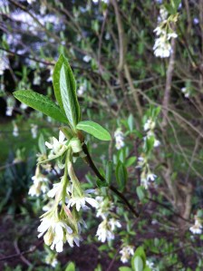 Oemleria cerasiformis