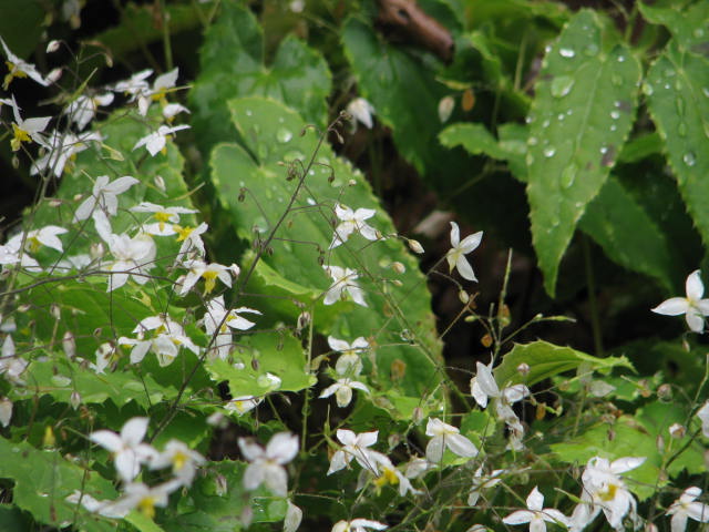 Epimedium