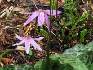 Pink Fawn Lily