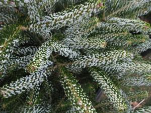 Abies koreana 'Silberlocke'