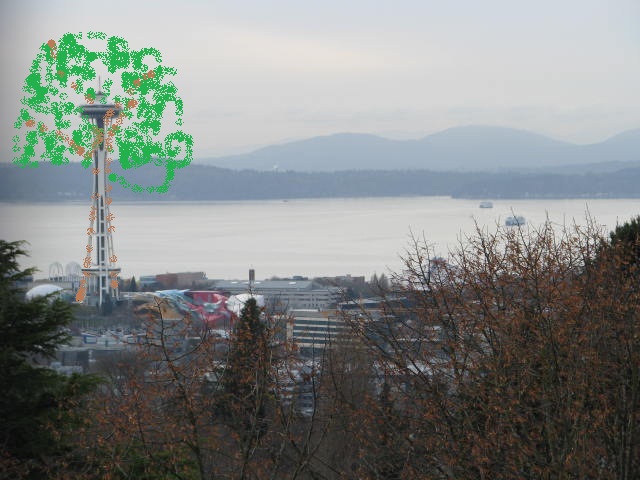 Needlus spaceosus 'PNW'