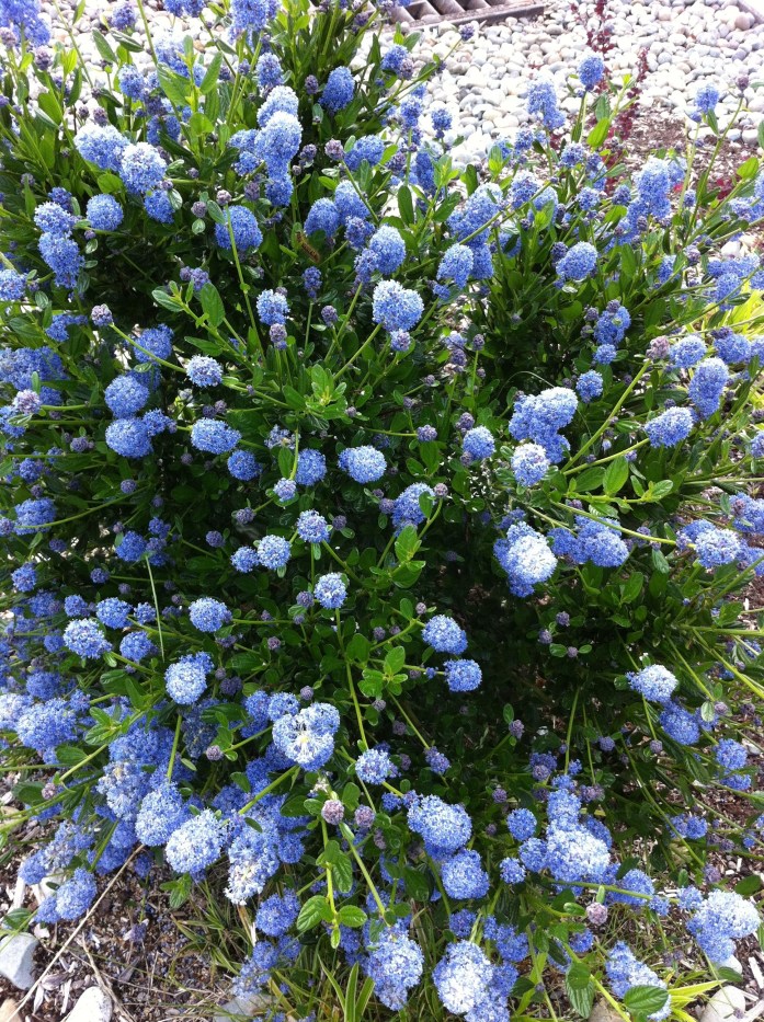 Ceanothus 20120530-220946.jpg