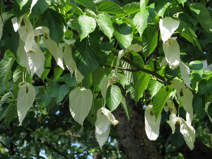 Davidia involucrata