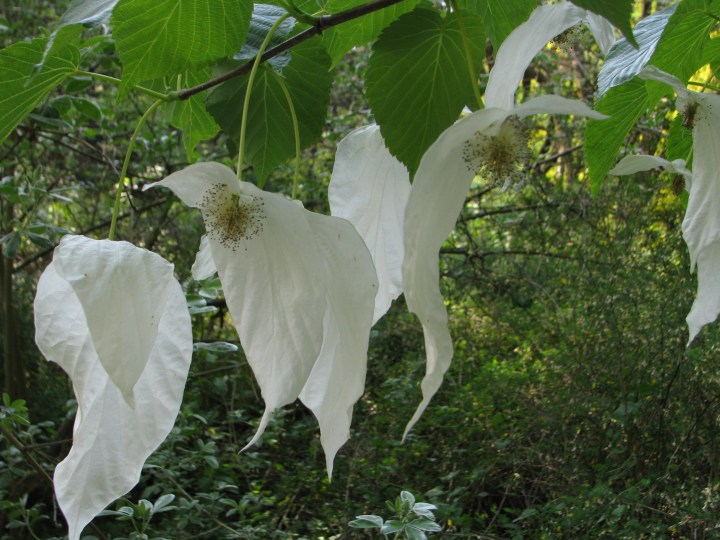 Davidia involucrata