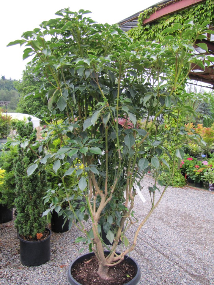 Trochodendron araloides