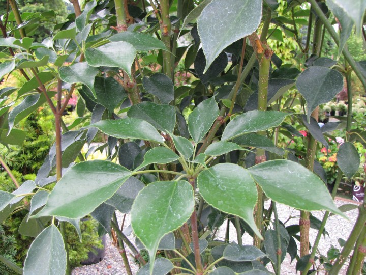 Trochodendron araloides