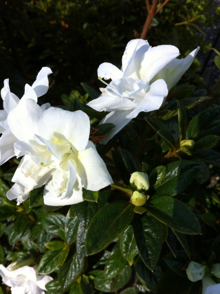 Encore Azalea Autumn Moonlight 20120908-215217.jpg