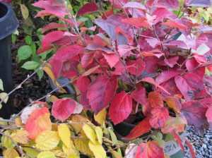 Fothergilla gardenii