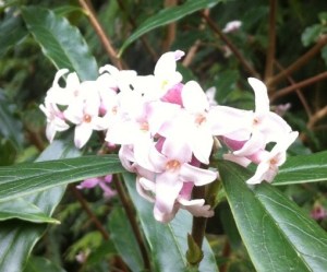 Daphne Blossom
