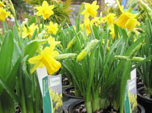 Tete-a-tete Daffodils