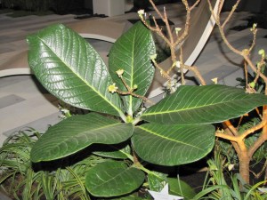 Sino Grande Rhododendron