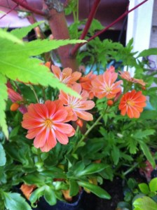 Lewisia