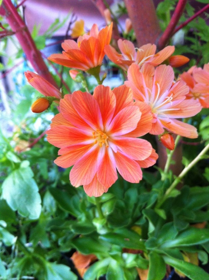 Lewisia 'Sunset Group'