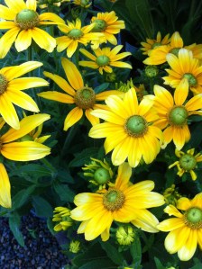 Prairie Sun Rudbeckia