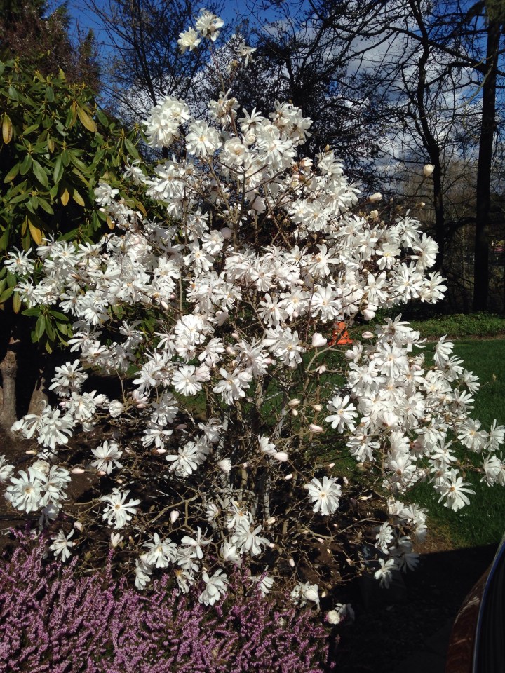 Star Magnolia