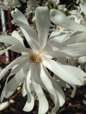 Magnolia stellata