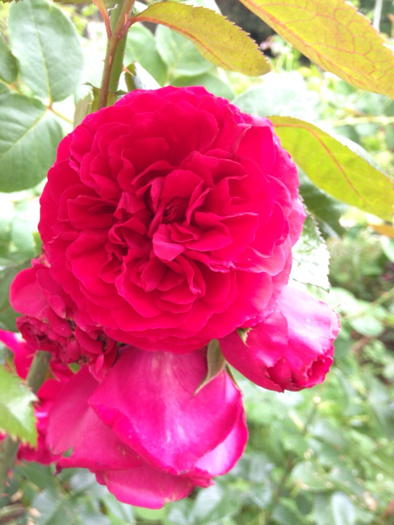Tess of the D'Urbervilles Rose