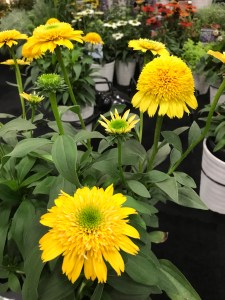 Echinacea Cara Mia Yellow