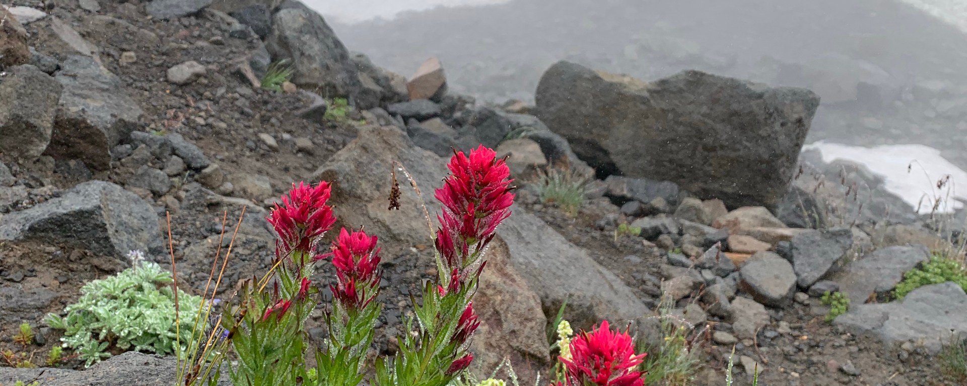 Castilleja parviflora