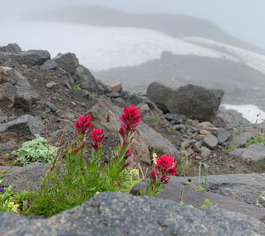Castilleja parviflora