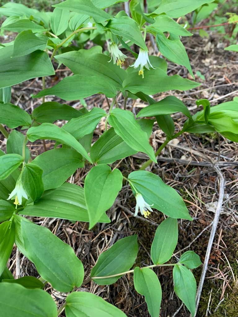 Fairybells plant 
